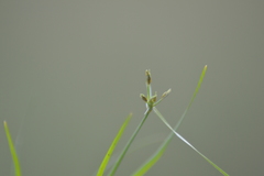 Rhynchospora scirpoides