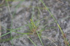 Rhynchospora scirpoides