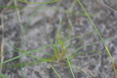 Rhynchospora scirpoides