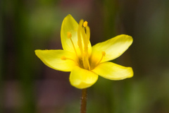 Leptosiphon acicularis