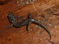 Aneides vagrans