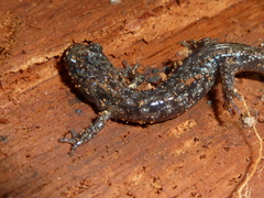 Aneides vagrans