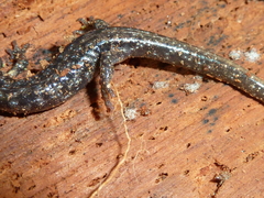 Aneides vagrans