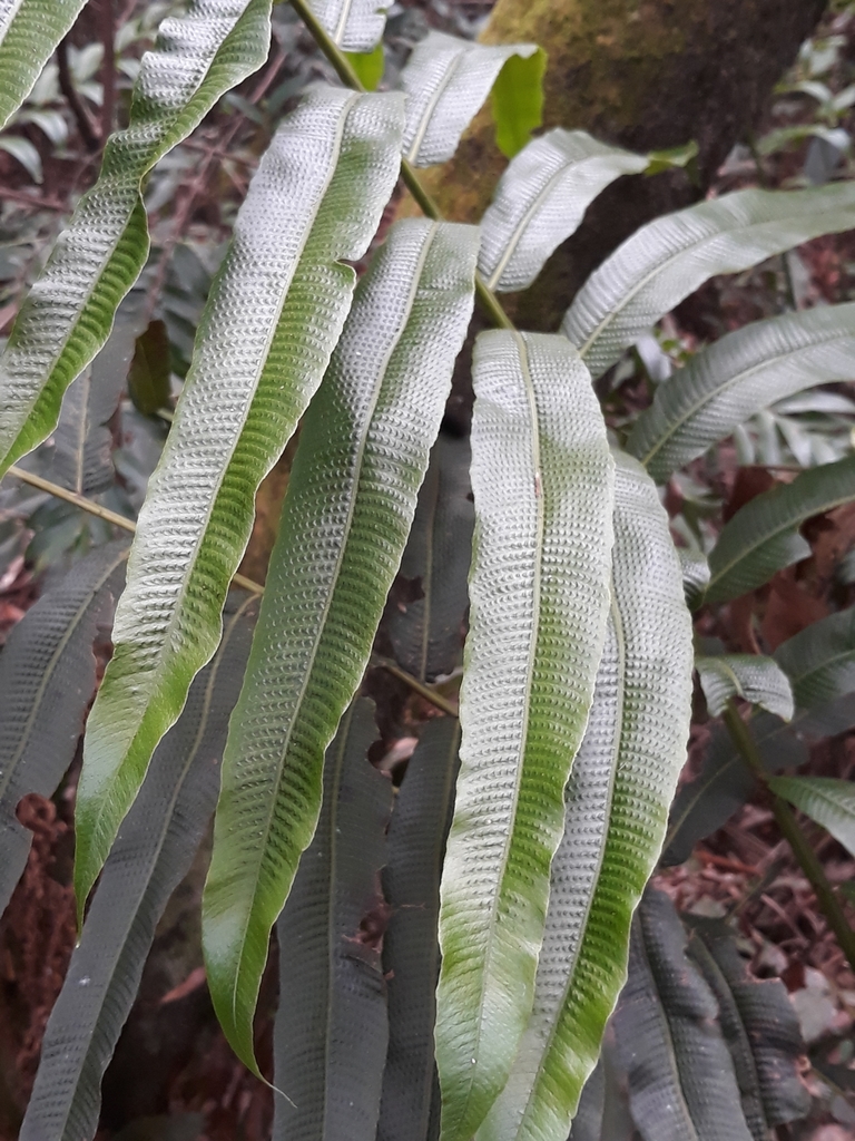 Meniscium arborescens