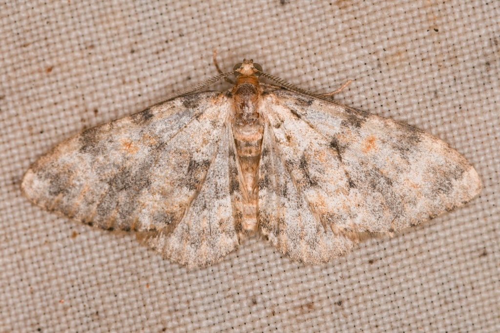 Zenophleps obscurata
