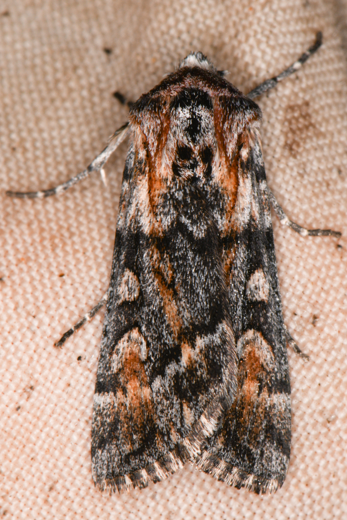 Protogygia milleri