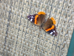 Vanessa atalanta