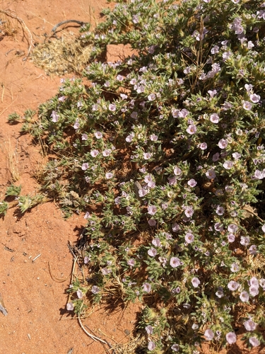 Image of Tiquilia latior by (c) Matthew Gerke, some rights reserved (CC BY)