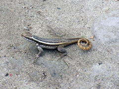 Leiocephalus lunatus