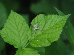 Philodromus marmoratus