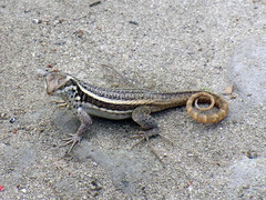 Leiocephalus lunatus