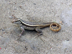 Leiocephalus lunatus