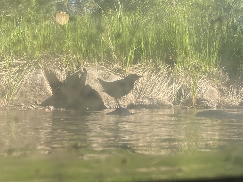 iNaturalist observation photo of American Dipper