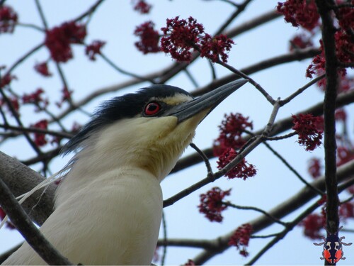 Black-crowned Night Heron photographed in Illinois