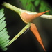 Vachellia collinsii - Photo (c) JeffreyGammon, μερικά δικαιώματα διατηρούνται (CC BY-NC), uploaded by JeffreyGammon
