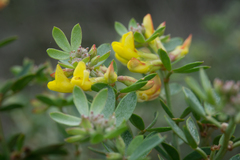Acmispon dendroideus traskiae