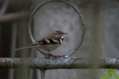 Dendronanthus indicus