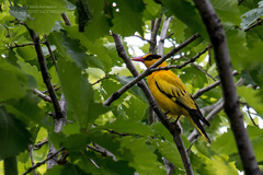 Oriolus chinensis diffusus