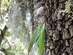 Prosthechea karwinskii