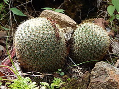 Mammillaria flavicentra