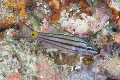 Cheilodipterus isostigma