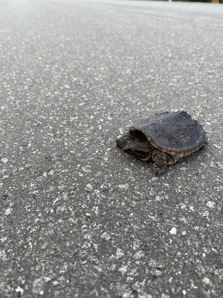 Common Snapping Turtle from Manitoulin Island, Billings, ON, CA on June ...