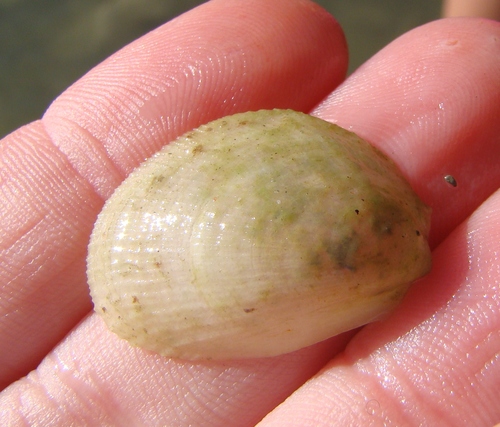 Limaria orientalis