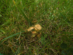 Conocybe mairei