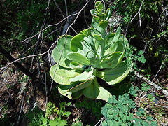 Gibbiflorae