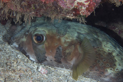 Diodon liturosus