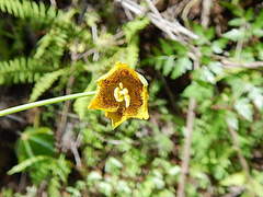 Calochortus barbatus