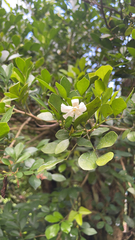 Murraya paniculata image