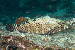 Epinephelus