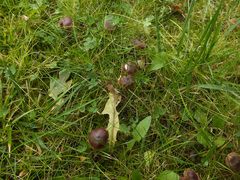 Cortinarius fulvescens