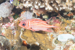 Sargocentron cornutum