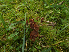 Cortinarius fulvescens