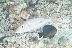 Lethrinus semicinctus