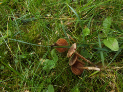 Cortinarius fulvescens
