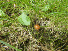 Conocybe mairei