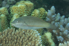 Stethojulis trilineata