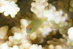 Gobiodon prolixus