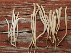 Clavaria argillacea