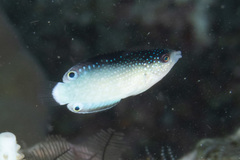 Anampses neoguinaicus