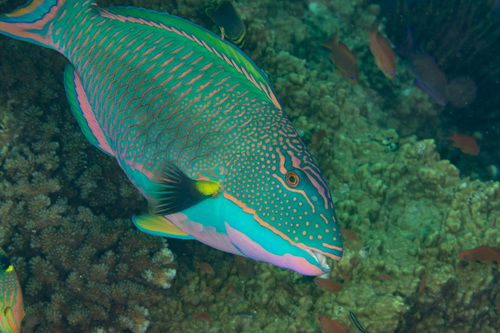 Spotted Parrotfish