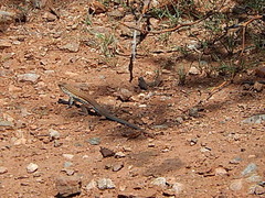 Aspidoscelis parvisocius