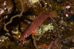 Oxycheilinus orientalis