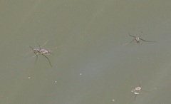 Halobates zephyrus
