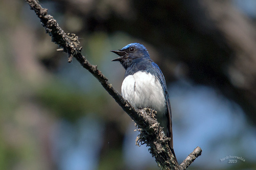 Blue-and-white Flycatcher