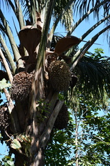 Maripa palm