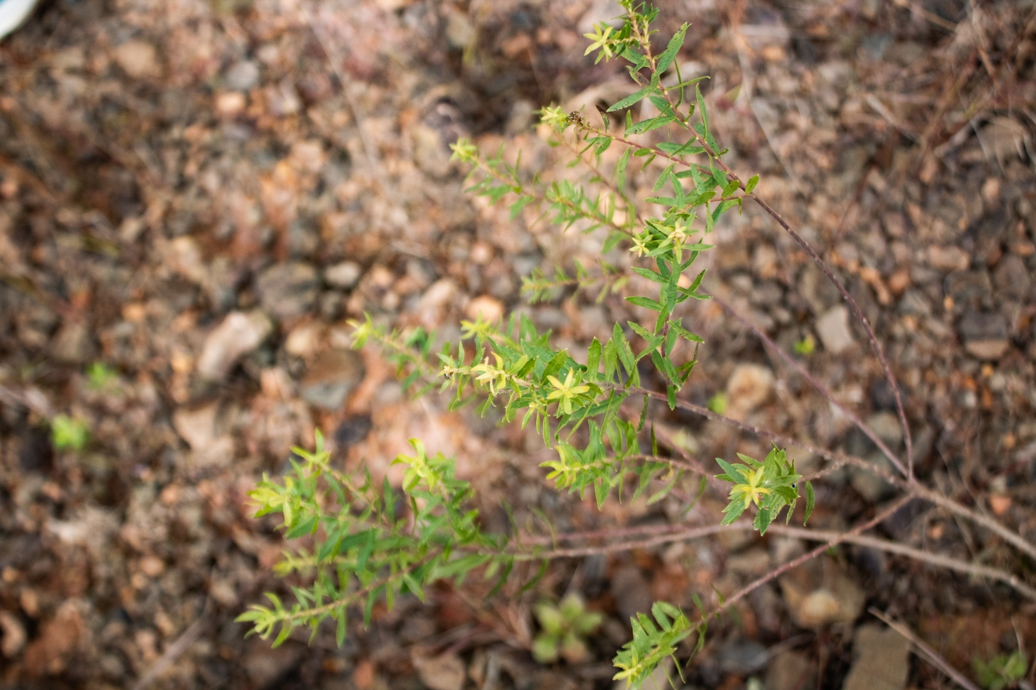 Baccharis dracunculifolia